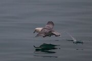 DPPhotography - Iceland - Fulmar - BC