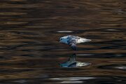 DPPhotography - Iceland - Fulmar - D