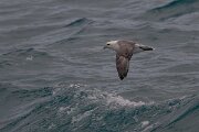 DPPhotography - Iceland - Fulmar - J