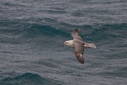 DPPhotography - Iceland - Fulmar - M