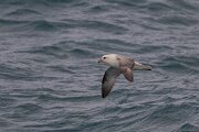 DPPhotography - Iceland - Fulmar - N