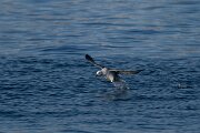 DPPhotography - Iceland - Fulmar - S