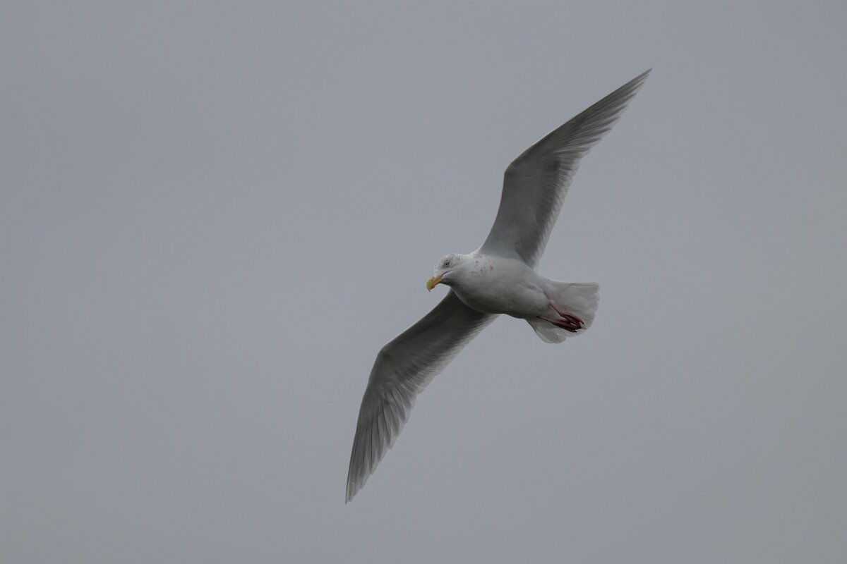 DPPhotography - Iceland - Glaucous gull - A.jpg - Glaucous gull - Faxaflói Bay