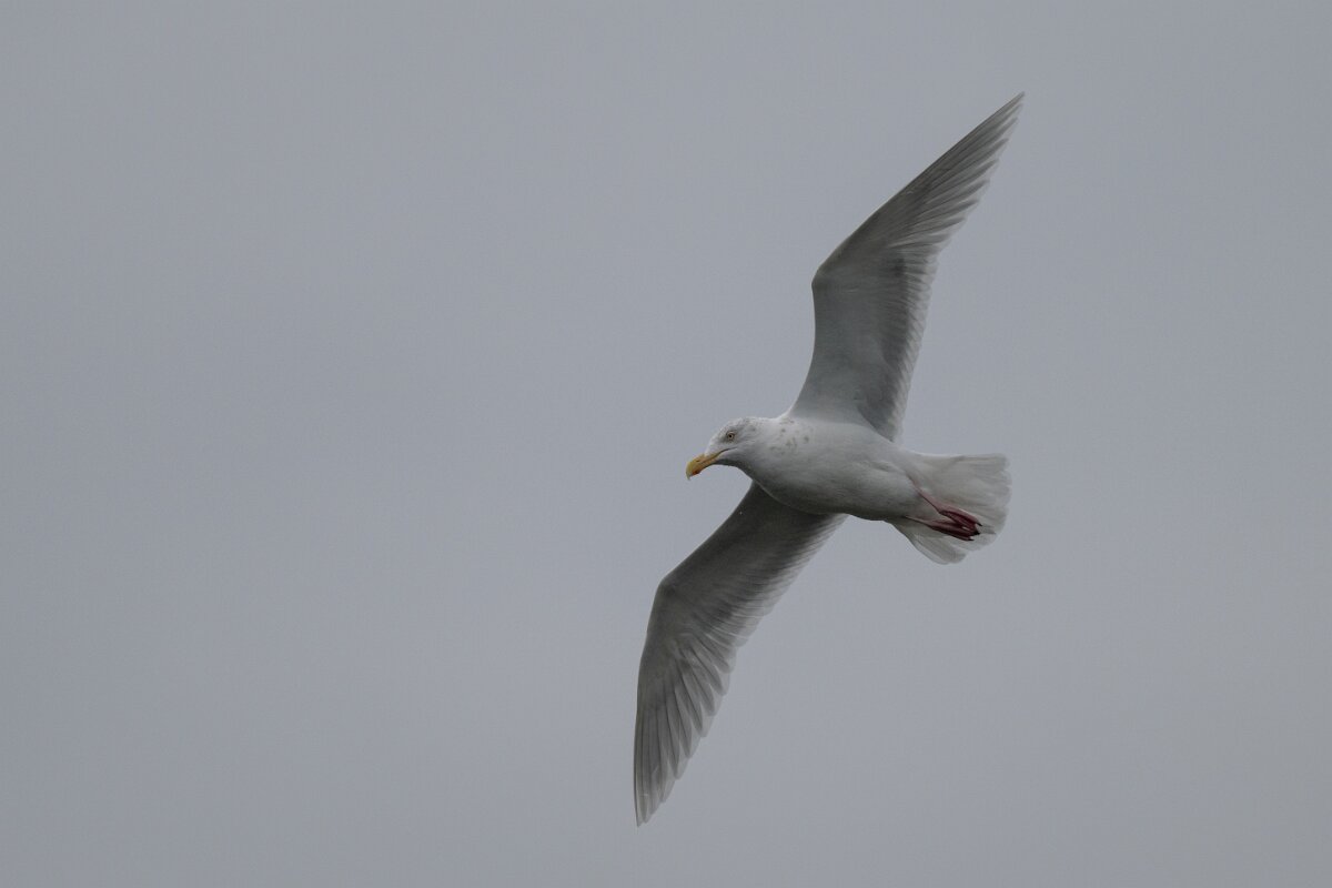 DPPhotography - Iceland - Glaucous gull - B.jpg - Glaucous gull - Faxaflói Bay