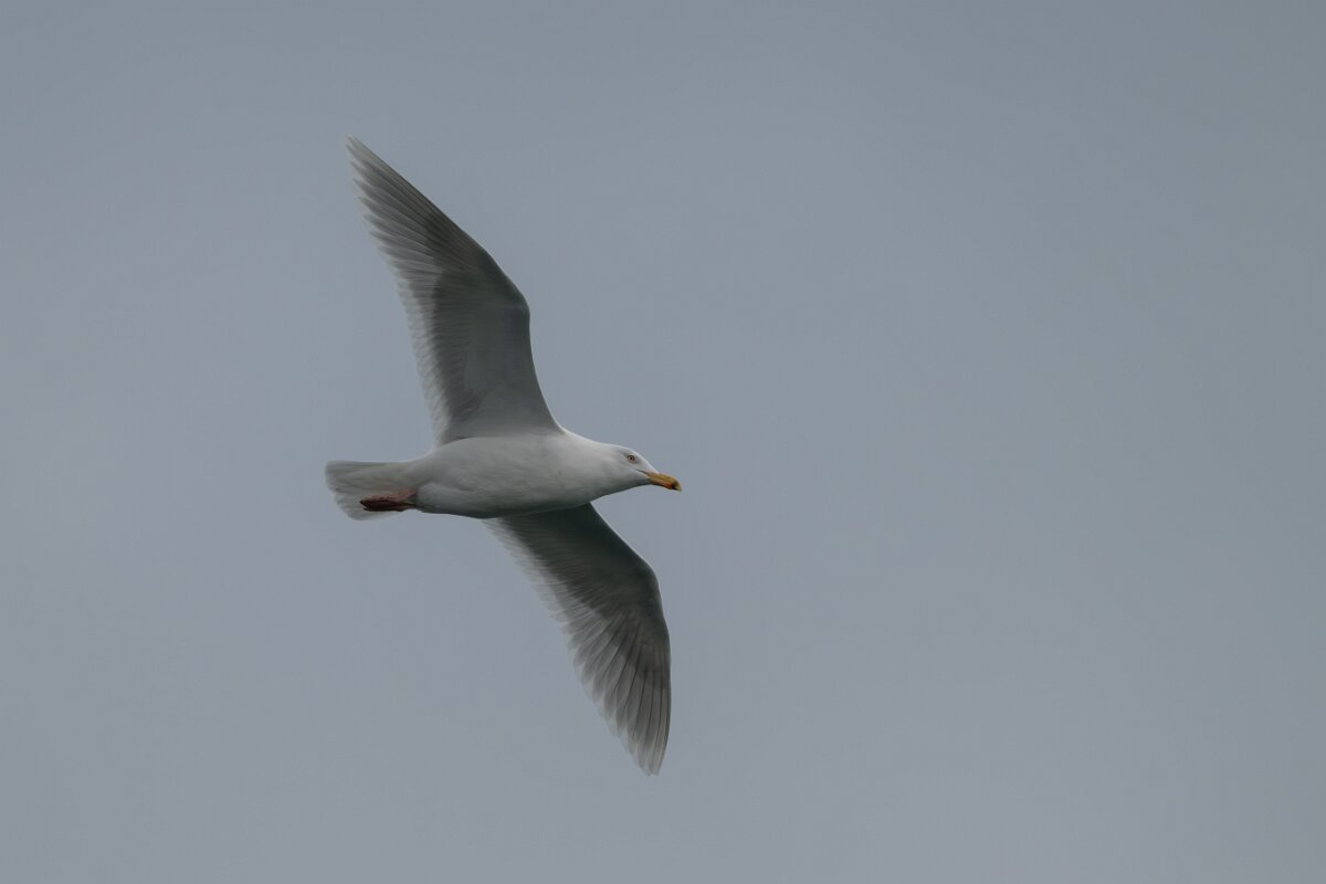 DPPhotography - Iceland - Glaucous gull - C.jpg - Glaucous gull, adult - Ólafsvík