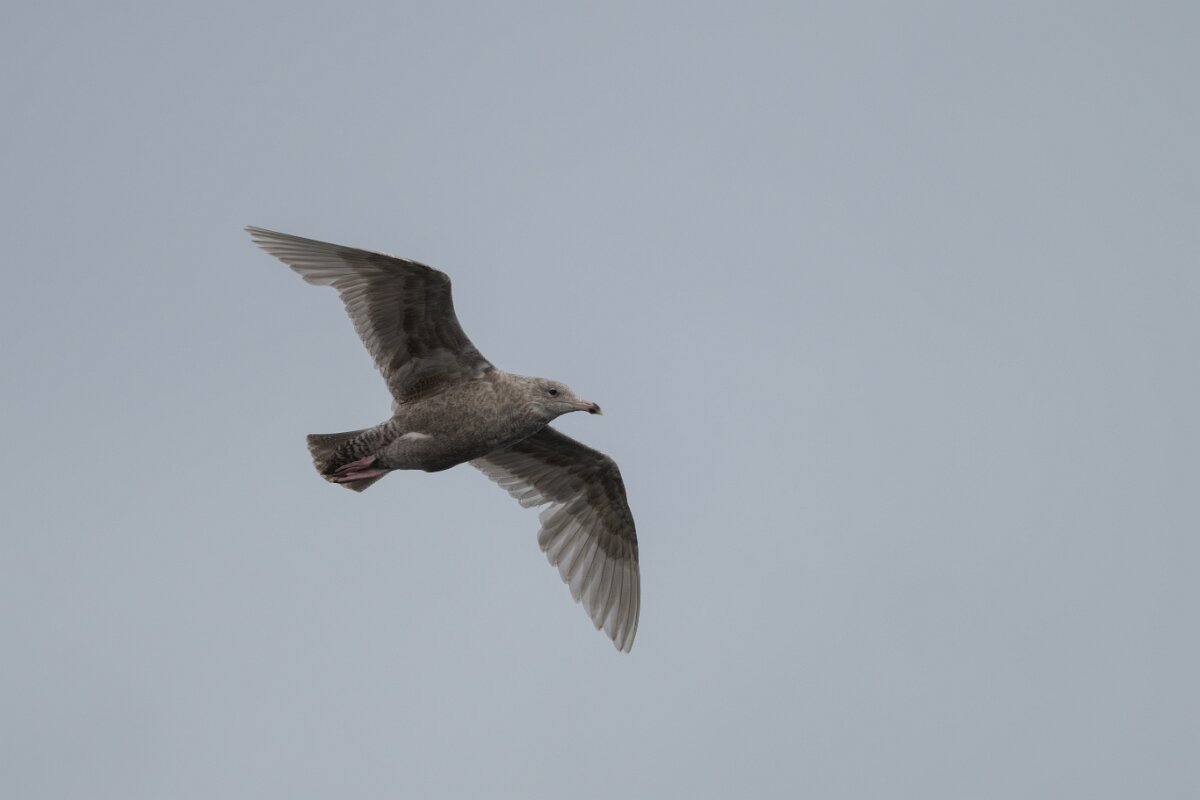 DPPhotography - Iceland - Glaucous gull - G.jpg - Glaucous gull, juvenile - Ólafsvík
