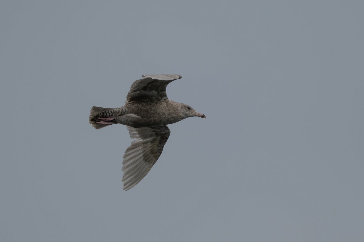 DPPhotography - Iceland - Glaucous gull - H.jpg - Glaucous gull, juvenile - Ólafsvík