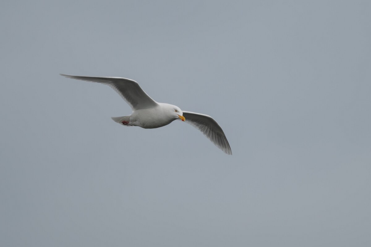 DPPhotography - Iceland - Glaucous gull - I.jpg - Glaucous gull, adult - Ólafsvík