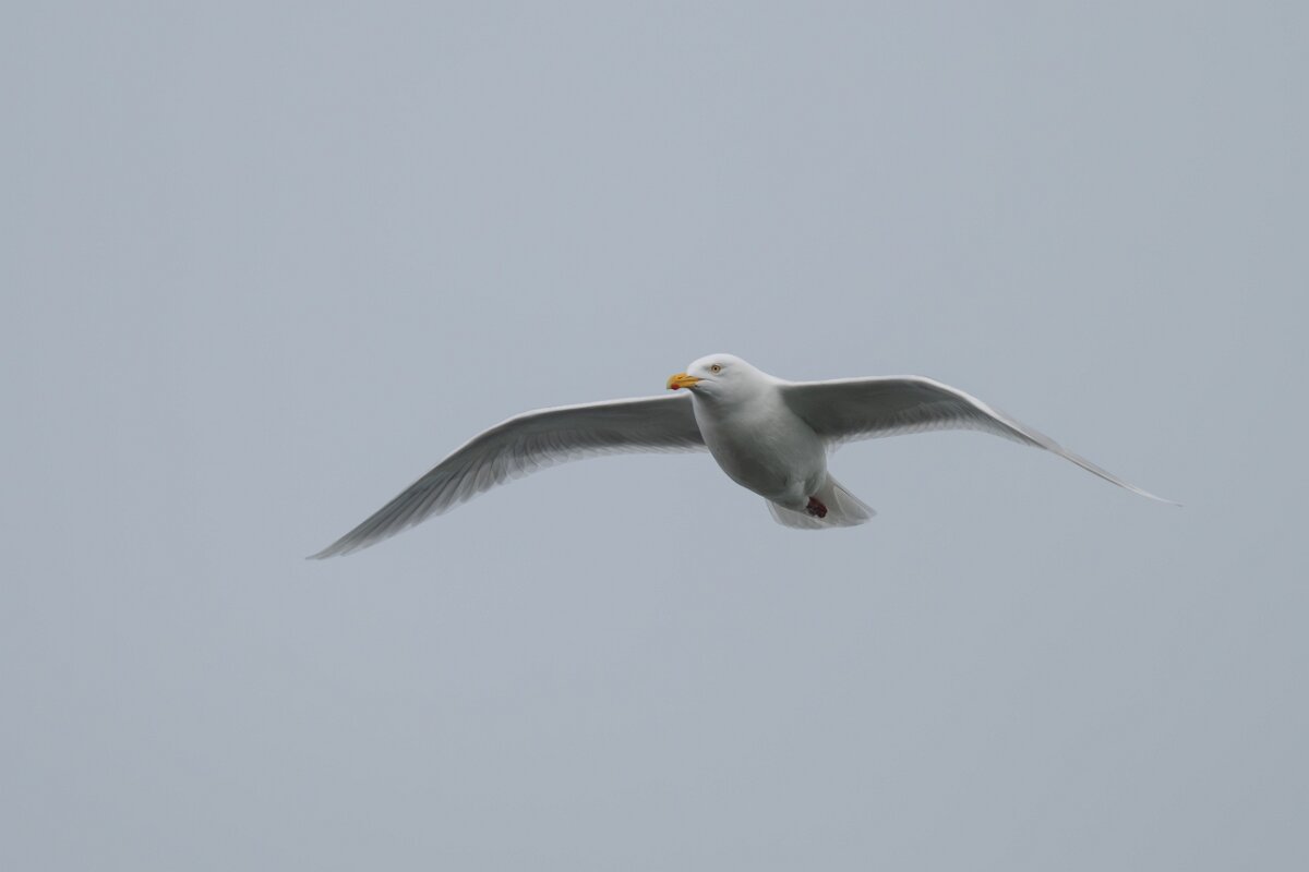 DPPhotography - Iceland - Glaucous gull - K.jpg - Glaucous gull, adult - Ólafsvík