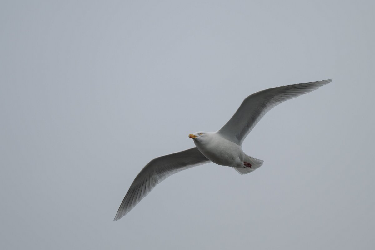 DPPhotography - Iceland - Glaucous gull - M.jpg - Glaucous gull, adult - Ólafsvík