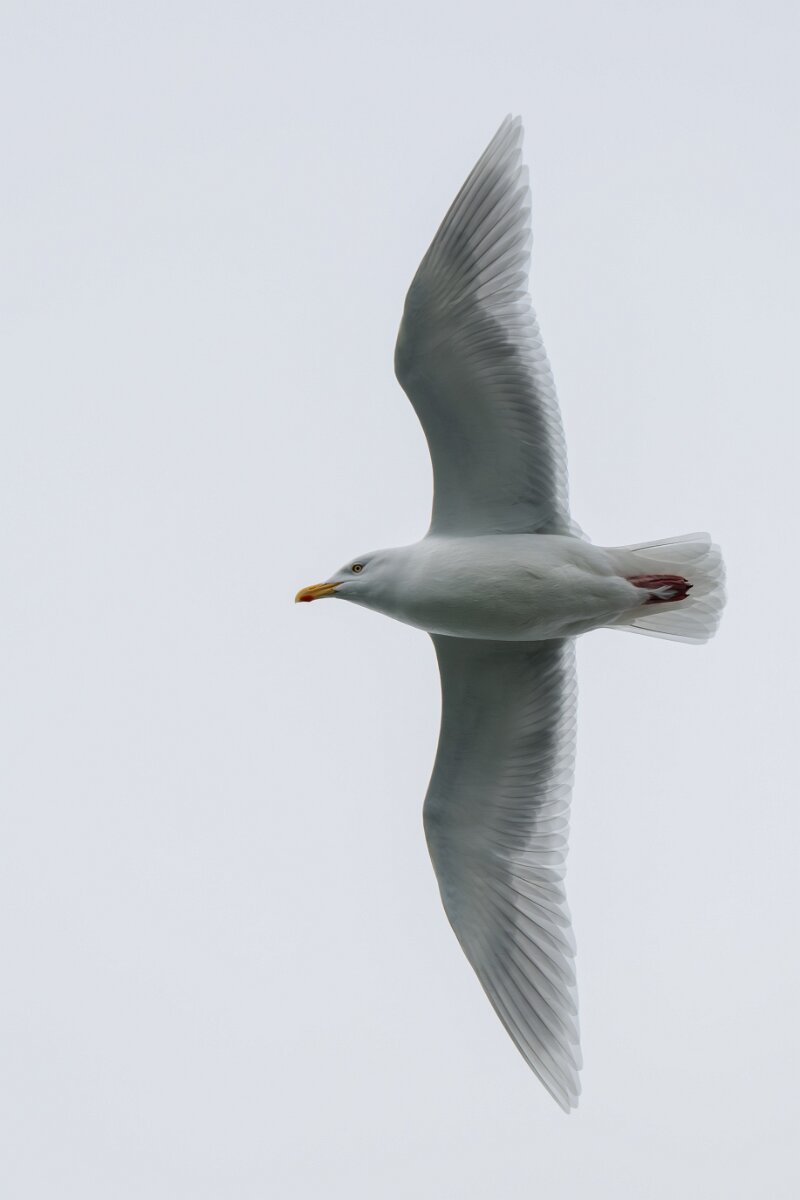 DPPhotography - Iceland - Glaucous gull - P.jpg - Glaucous gull, adult - Ólafsvík