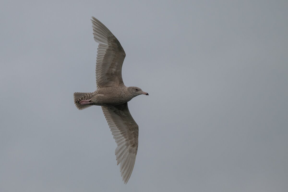 DPPhotography - Iceland - Glaucous gull - Q.jpg - Glaucous gull, juvenile - Ólafsvík
