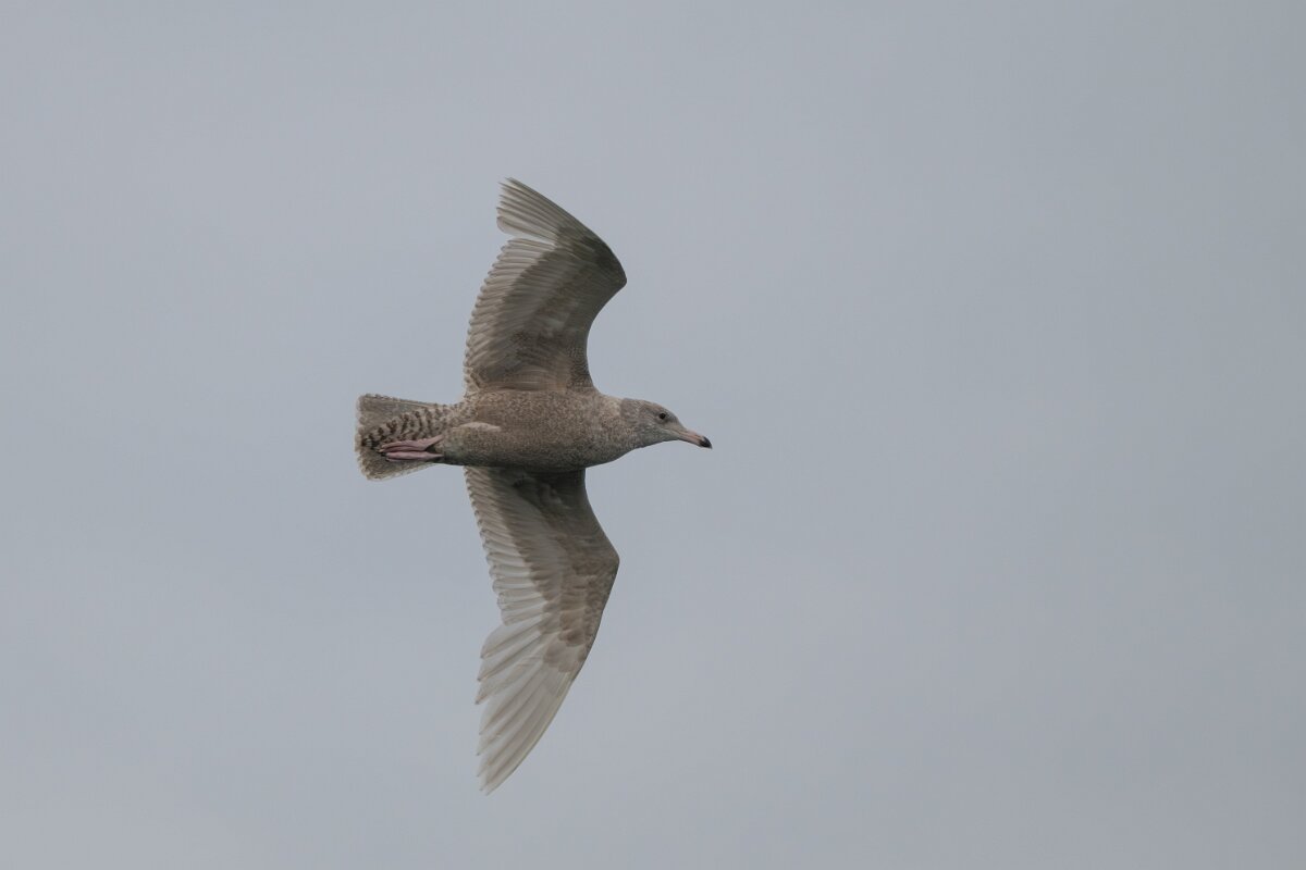 DPPhotography - Iceland - Glaucous gull - R.jpg - Glaucous gull, juvenile - Ólafsvík