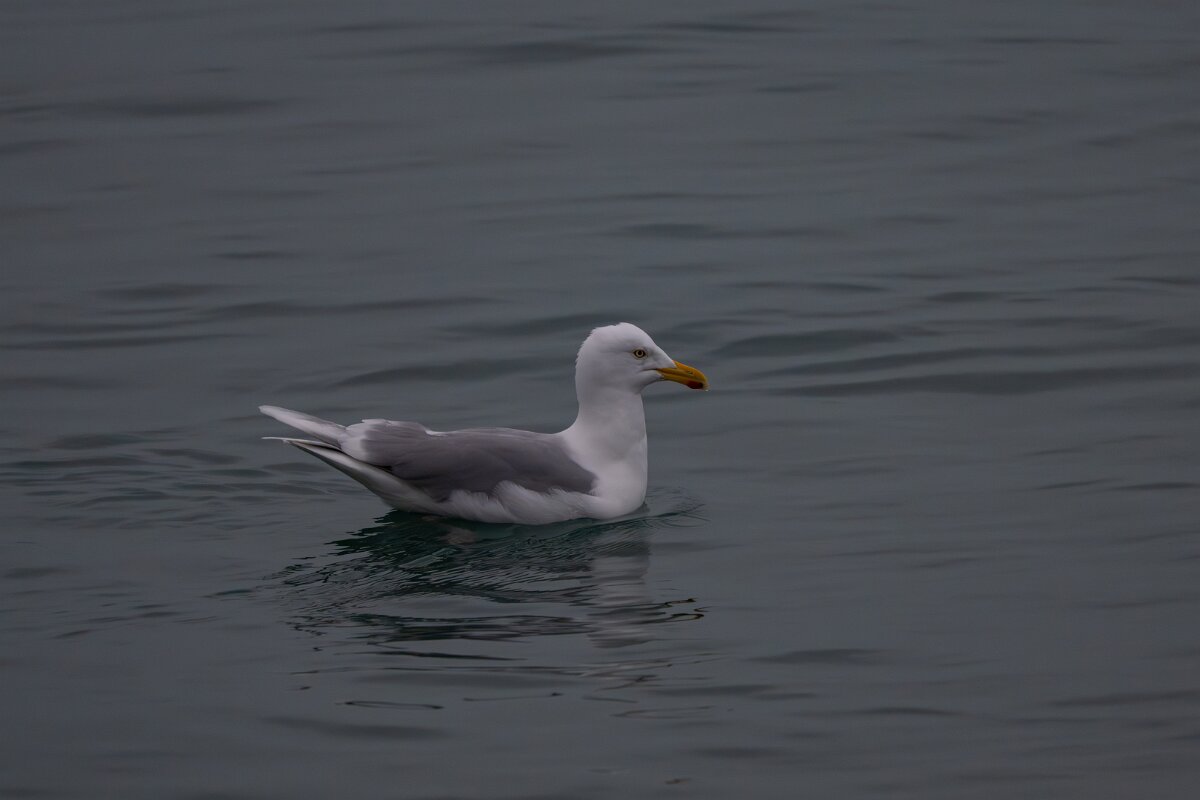 DPPhotography - Iceland - Glaucous gull - T.jpg - Glaucous gull, adult - Reykjavík sea front