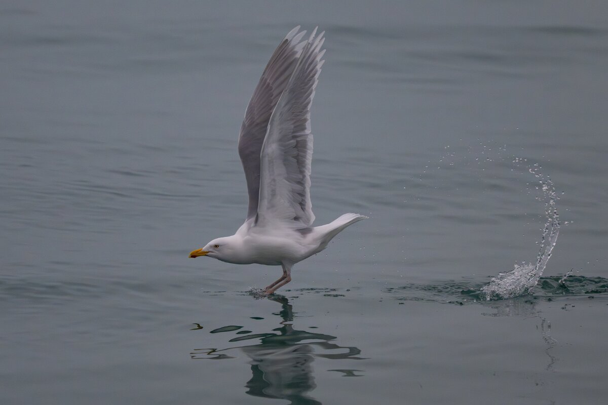 DPPhotography - Iceland - Glaucous gull - W.jpg - Glaucous gull, adult taking off - Reykjavík sea front