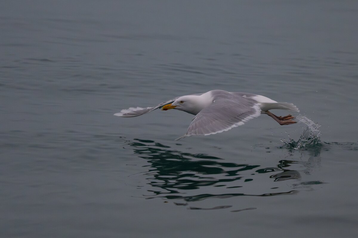 DPPhotography - Iceland - Glaucous gull - X.jpg - Glaucous gull, adult taking off - Reykjavík sea front
