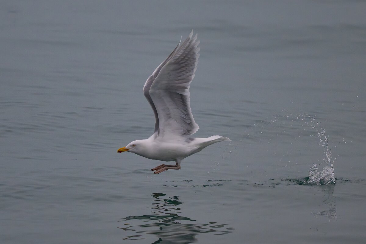 DPPhotography - Iceland - Glaucous gull - Y.jpg - Glaucous gull, adult taking off - Reykjavík sea front