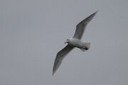 DPPhotography - Iceland - Glaucous gull - A