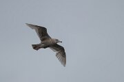 DPPhotography - Iceland - Glaucous gull - G
