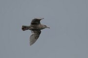 DPPhotography - Iceland - Glaucous gull - H