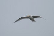 DPPhotography - Iceland - Glaucous gull - K