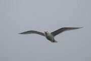 DPPhotography - Iceland - Glaucous gull - L
