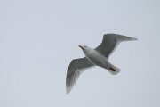 DPPhotography - Iceland - Glaucous gull - N