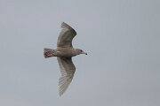 DPPhotography - Iceland - Glaucous gull - R