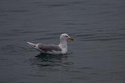 DPPhotography - Iceland - Glaucous gull - T