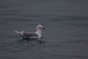 DPPhotography - Iceland - Glaucous gull - U