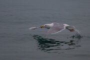 DPPhotography - Iceland - Glaucous gull - X