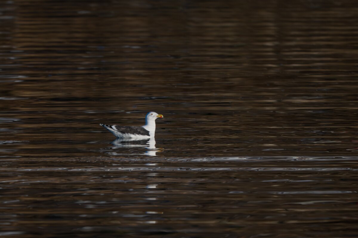 DPPhotography - Iceland - Great black-backed gull - A.jpg - Great black-backed gull - Eyjafjörður