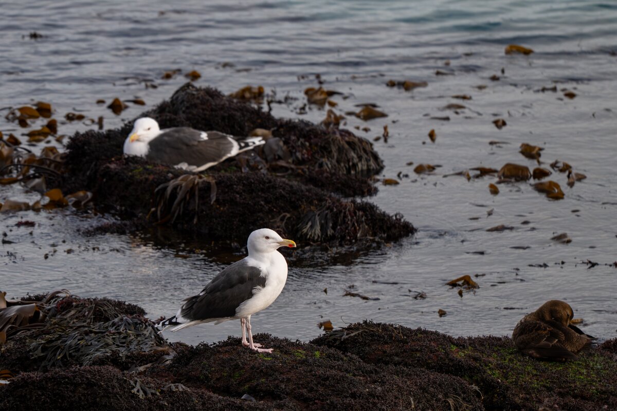 DPPhotography - Iceland - Great black-backed gull - C.jpg - Great black-backed gull - Keflavíkurhöfn