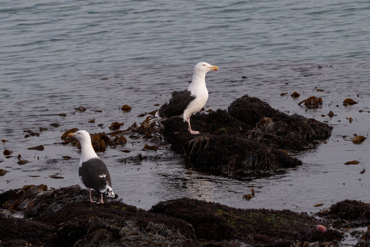 DPPhotography - Iceland - Great black-backed gull - D.jpg - Great black-backed gull - Keflavíkurhöfn