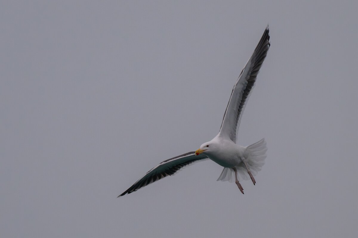 DPPhotography - Iceland - Great black-backed gull - F.jpg - Great black-backed gull - Reykjavík sea front