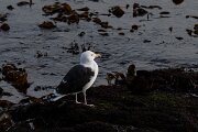 DPPhotography - Iceland - Great black-backed gull - B