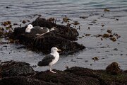 DPPhotography - Iceland - Great black-backed gull - C