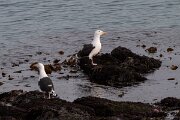 DPPhotography - Iceland - Great black-backed gull - D