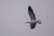 DPPhotography - Iceland - Great black-backed gull - I