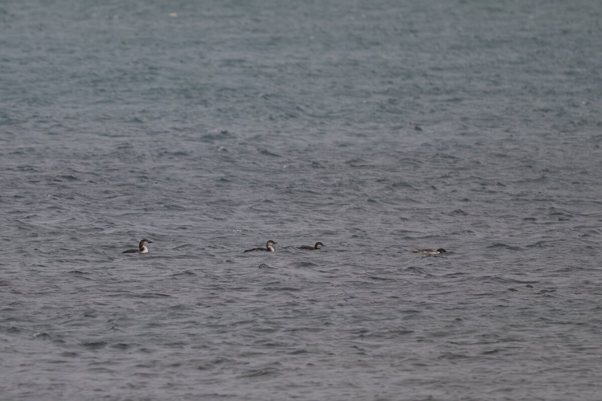 DPPhotography - Iceland - Great northern diver - A.jpg - Great northern divers - Garður Old Lighthouse