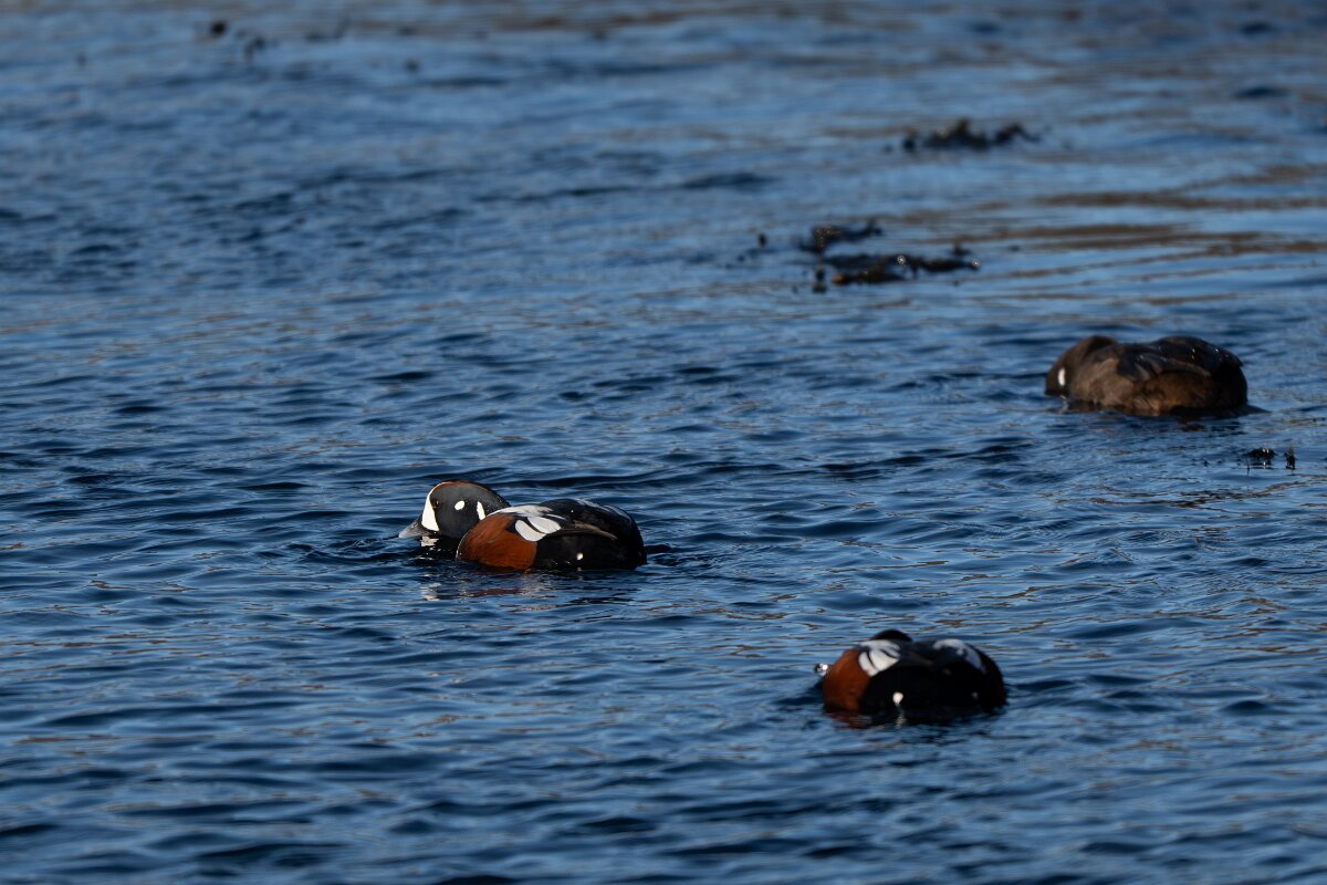 DPPhotography - Iceland - Harlequin duck - A.jpg - Harlequin duck - Húsavík harbour