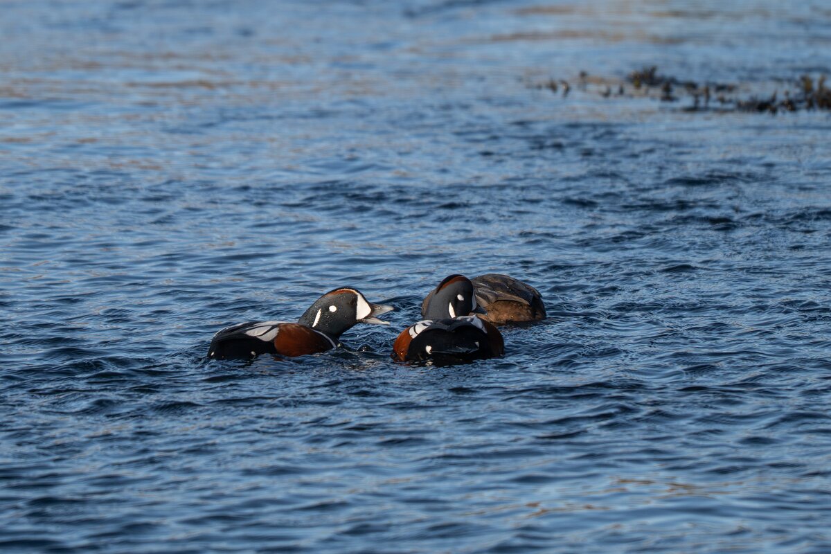 DPPhotography - Iceland - Harlequin duck - C.jpg - Harlequin duck - Húsavík harbour