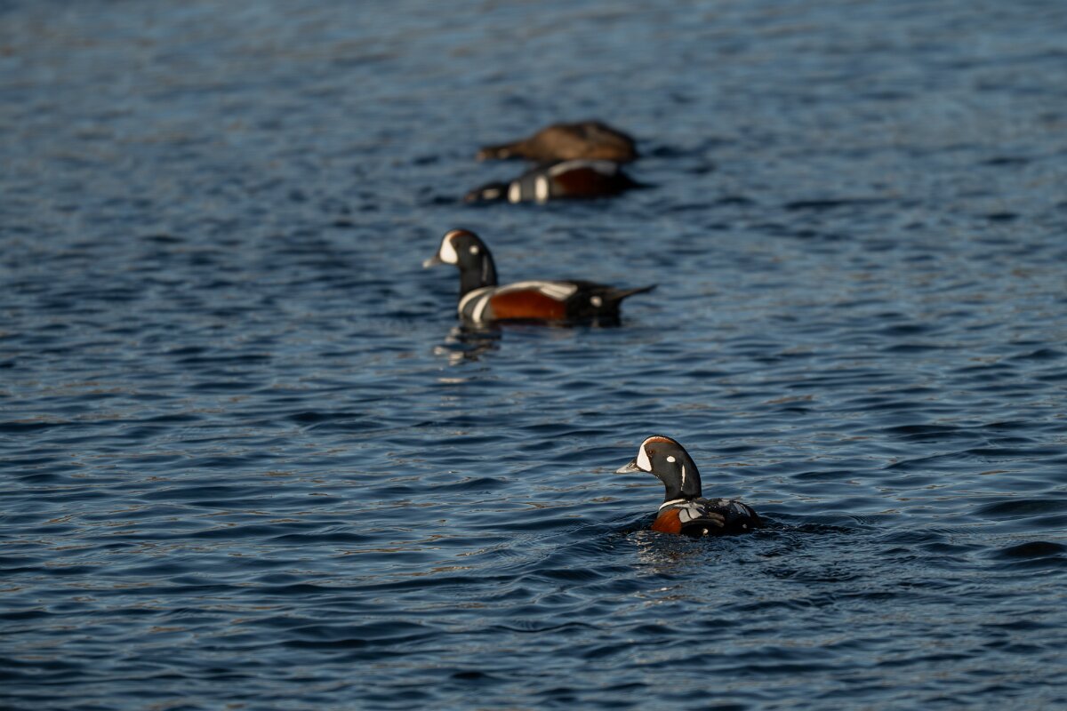 DPPhotography - Iceland - Harlequin duck - D.jpg - Harlequin duck - Húsavík harbour
