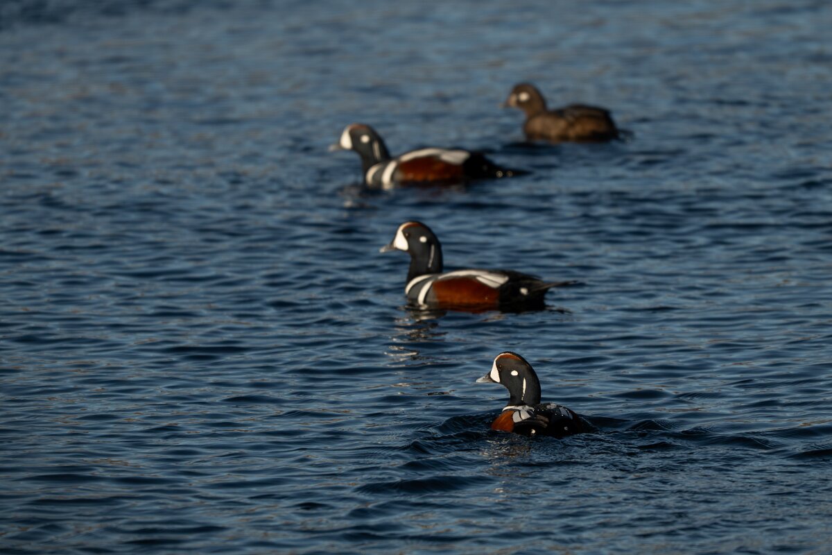 DPPhotography - Iceland - Harlequin duck - E.jpg - Harlequin duck - Húsavík harbour