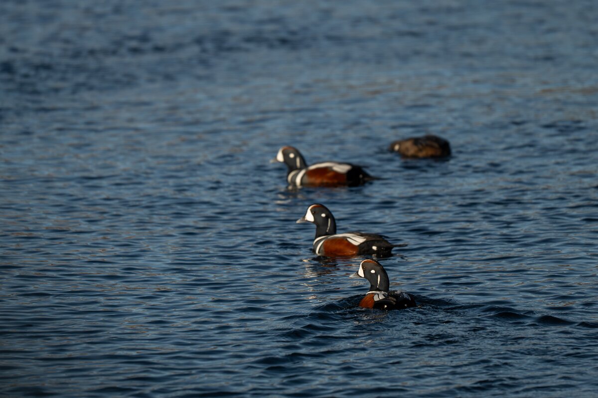DPPhotography - Iceland - Harlequin duck - F.jpg - Harlequin duck - Húsavík harbour
