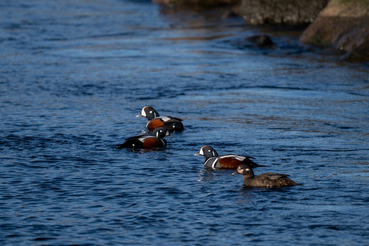 DPPhotography - Iceland - Harlequin duck - H.jpg - Harlequin duck - Húsavík harbour