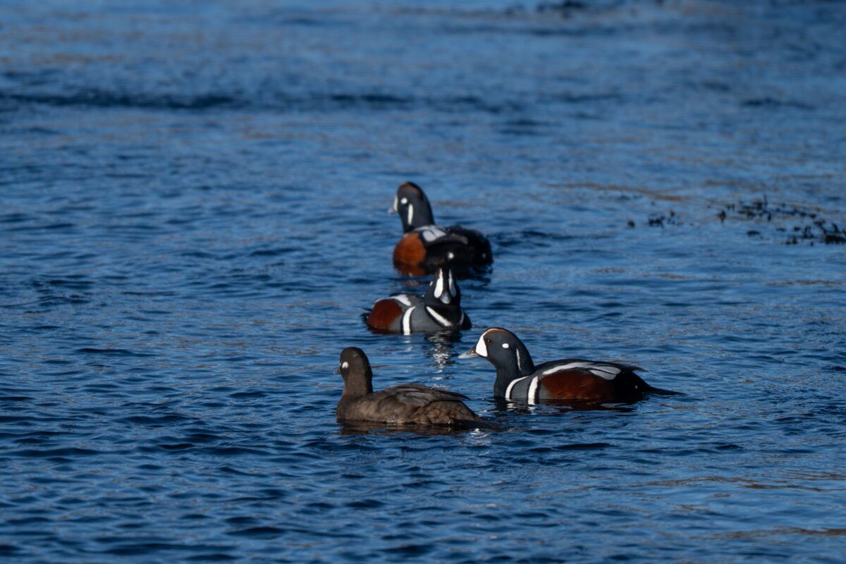 DPPhotography - Iceland - Harlequin duck - J.jpg - Harlequin duck - Húsavík harbour