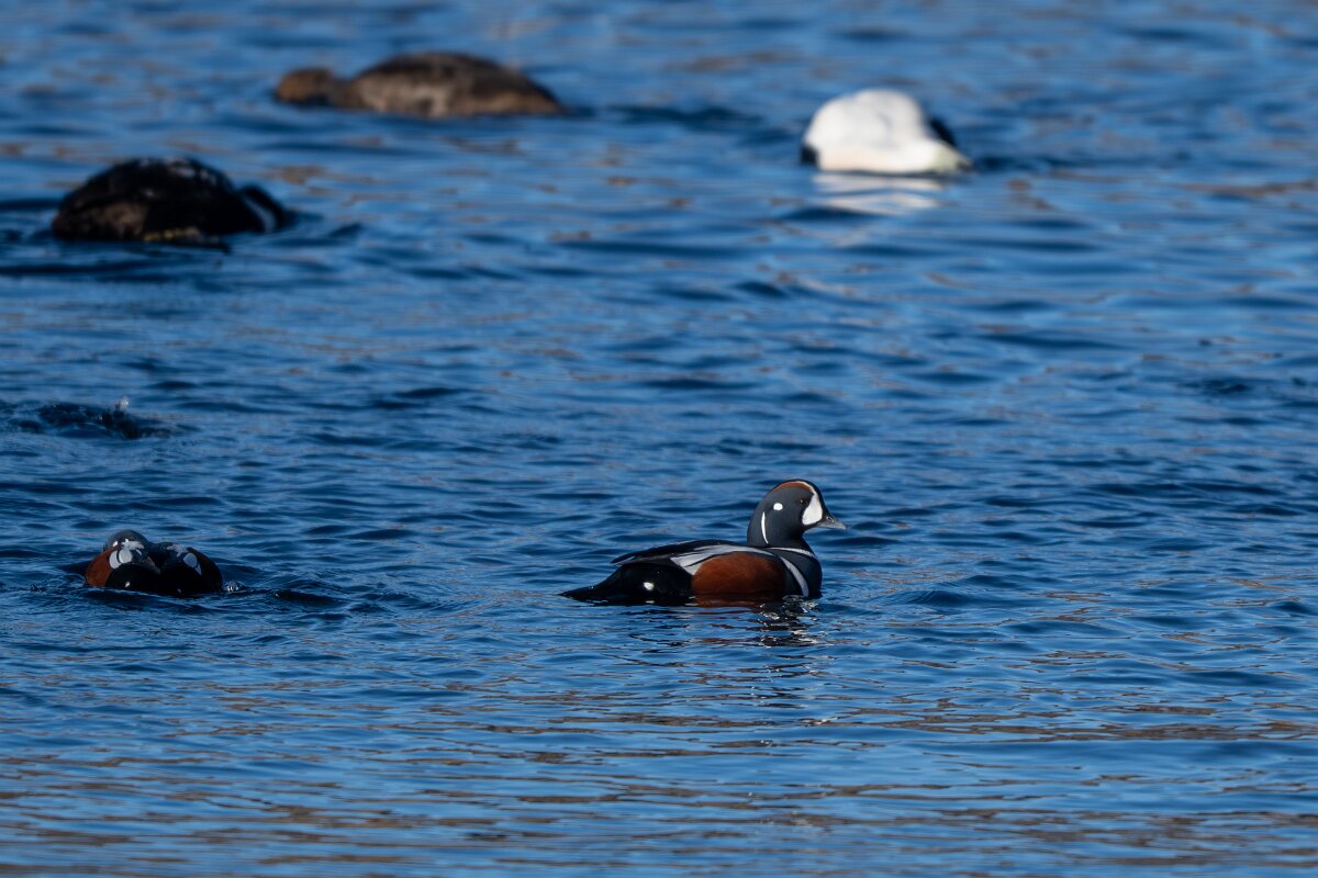 DPPhotography - Iceland - Harlequin duck - L.jpg - Harlequin duck - Húsavík harbour