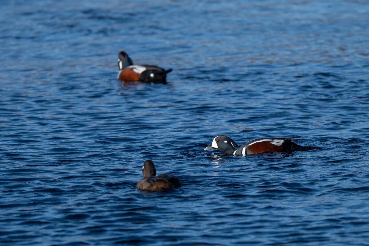 DPPhotography - Iceland - Harlequin duck - Q.jpg - Harlequin duck - Húsavík harbour