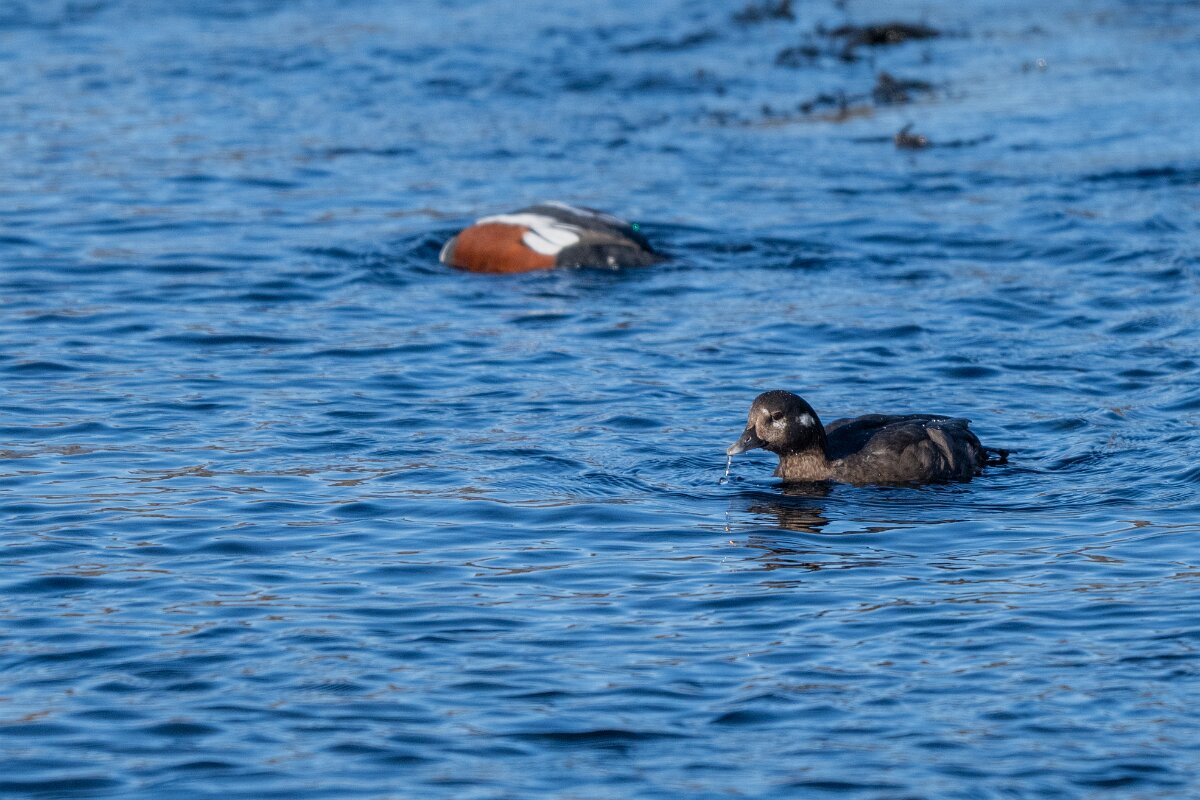 DPPhotography - Iceland - Harlequin duck - R.jpg - Harlequin duck - Húsavík harbour